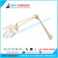 IBEX SCIENCES Upper Limb Skeleton Model, arm Skeleton Bundle Medical Anatomical Bone Model, Life-Size Upper Extremity Model for Medical Standard Education Teaching Aids., White. 