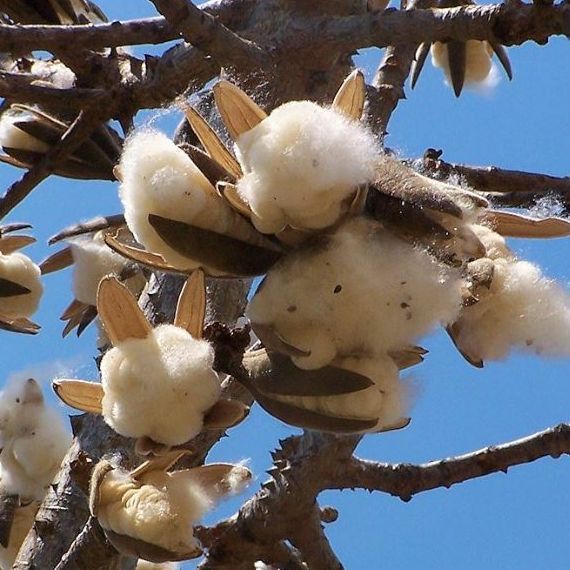 Sumbal%20Seeds%20(Malabar%20Red%20Cotton%20Tree%20Seeds)%20-%20Image%205