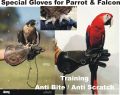 Falconry / Parrot Gloves  Leather Forest Outdoor Sports Game  Eagle Birds Hawk speical Gloves wholesale price from Sialkot factory. 