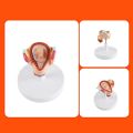 Fetus Development Model,Models Of Stages Of Pregnancy And Embryonic Development Pregnancy Fetus Model Teaching Equipment Set Of 8 Models. 