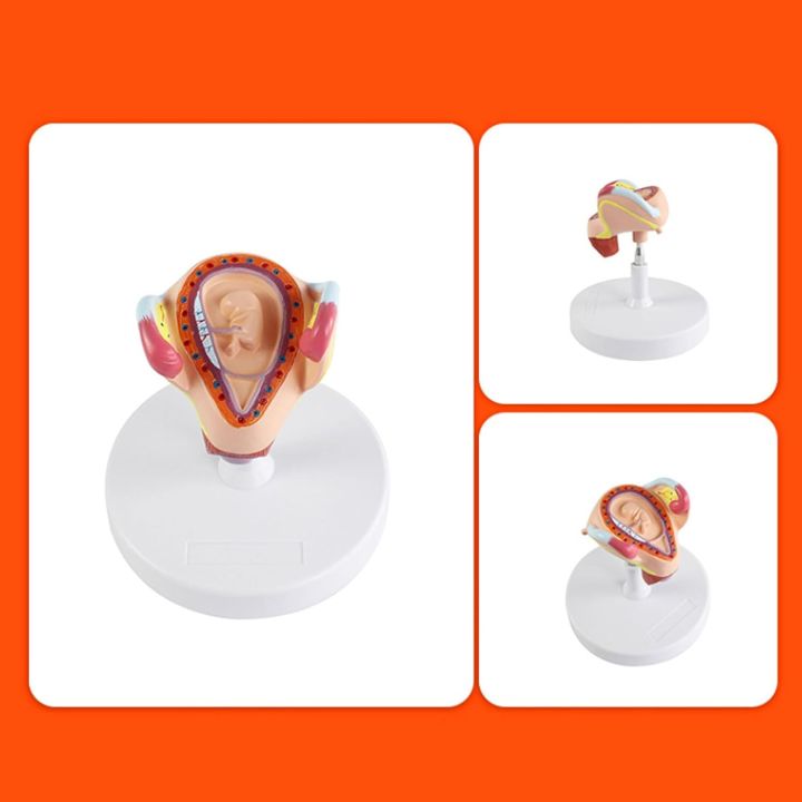 Fetus%20Development%20Model,Models%20Of%20Stages%20Of%20Pregnancy%20And%20Embryonic%20Development%20Pregnancy%20Fetus%20Model%20Teaching%20Equipment%20Set%20Of%208%20Models%20-%20Image%207