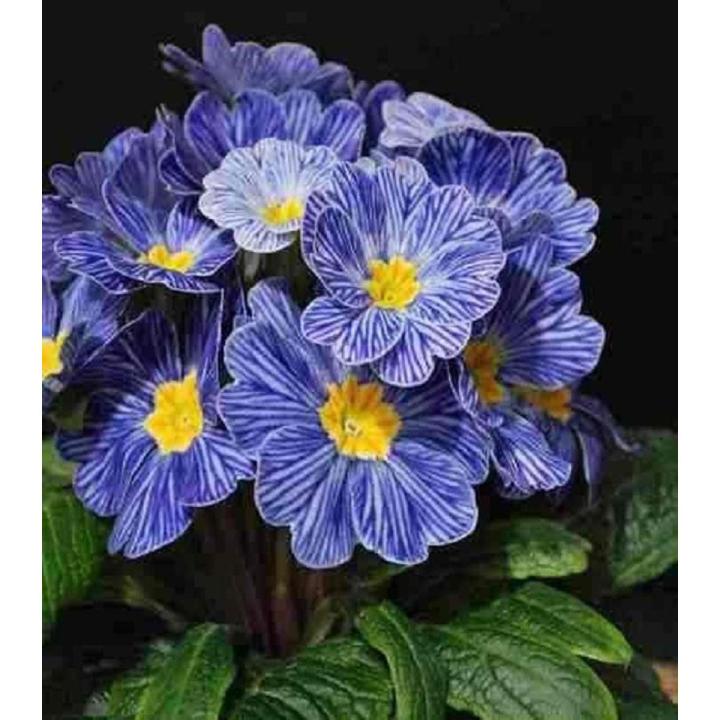 Rare Zebra Blue Primrose