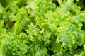 Lettuce Green (Salad Patta) Seeds – For Home Kitchen Garden Healthy Vegetable By More Green. 