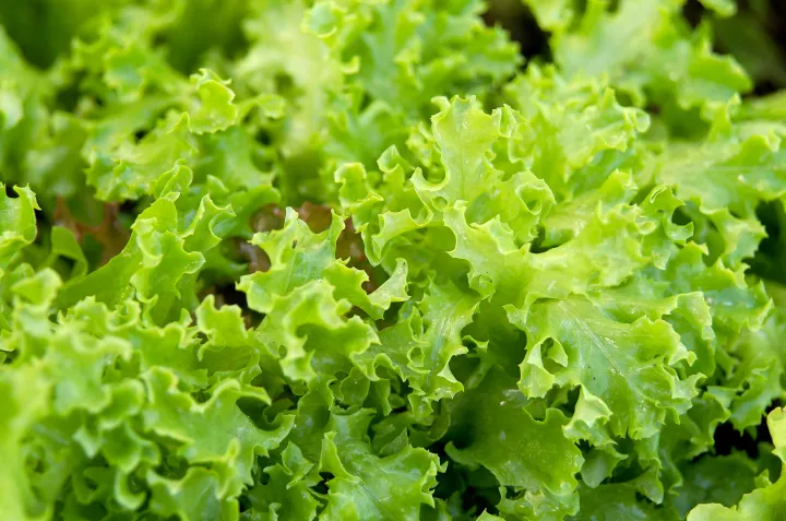 Lettuce%20Green%20(Salad%20Patta)%20Seeds%20%E2%80%93%20For%20Home%20Kitchen%20Garden%20Healthy%20Vegetable%20By%20More%20Green%20-%20Image%202