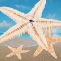 Small Starfish Star Sea Shell Beach Craft 0.4 inch-1.2 inch 180 Pcs. 