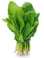 Seeds vegetable Spanich green ( پالک ) vegetable seeds. 