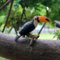 Oenux Original Wild Bird Animals Paradise Flamingos Macaw Sea Gull Pelican Owl Toucan Figurines PVC Action Figure Miniature Toy. 