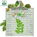 Moringa powder pills Oleifera Leaf Powder for Weight loss 90 Capsules - Morigana powder Authentic Rich. 