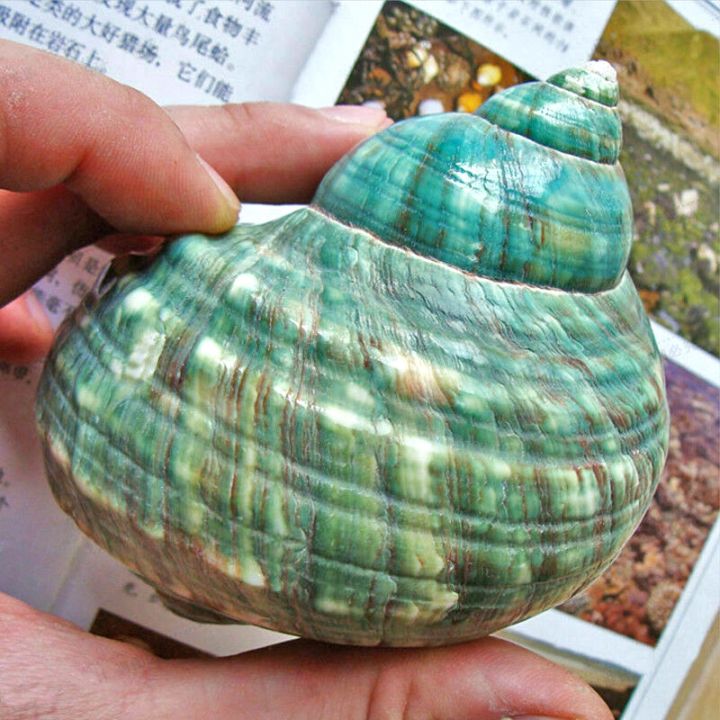 10CM%20Green%20Turbo%20Natural%20Rare%20Sea%20Shell%20Conch%20Stunning%20Healing%20Decor%20Ocean%201Pcs%20-%20Image%203