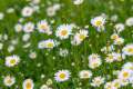 Ox-Eye White Daisy / Leucanthemum Vulgare Flower Seeds - Home Gardening. 