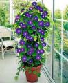 Morning glory seeds (Grandpa ott) IMPORTED FLOWER SEEDS BY HK DEALER. 