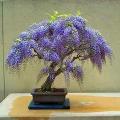 Pack of 5 Jacaranda Tree Seeds Best Blue Bonsai Plant. 