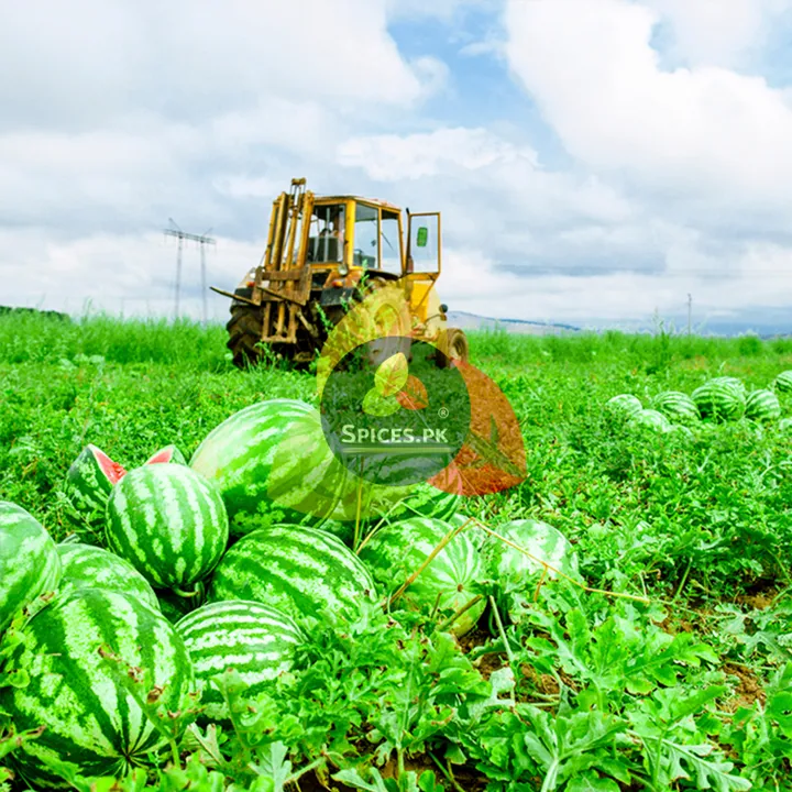 Premium%20Four%20Seeds%20180g%20Char%20Magaz%20Melon%20Seeds%20for%20Baking%20&%20Garnishing%20-%20Nutrient%20Rich%20Superfood%20-%20High%20Protein%20Brain%20Food%20-%20Image%206
