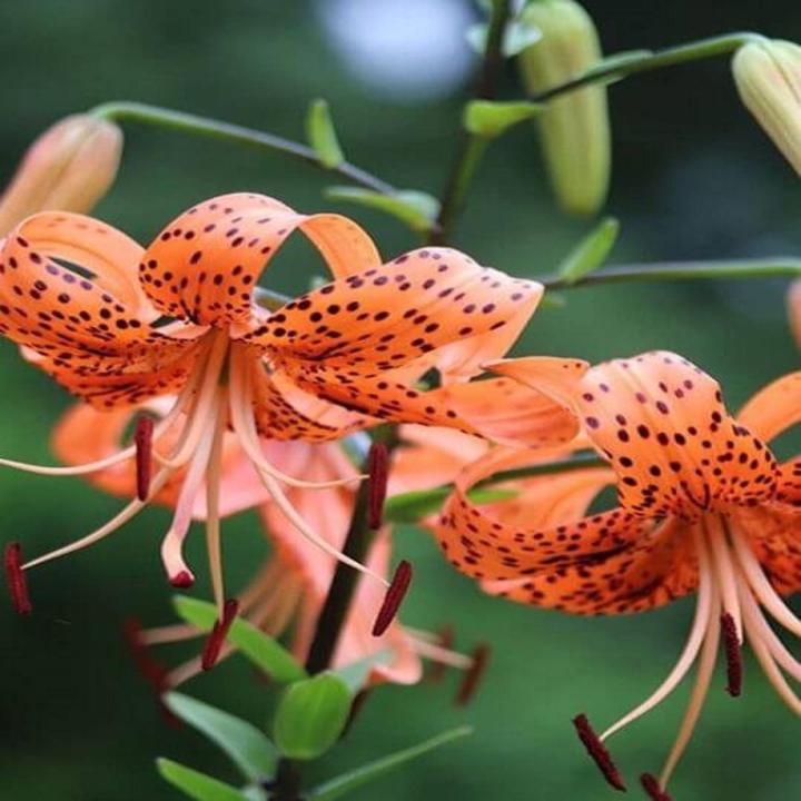 Tiger Lily Flower Seeds