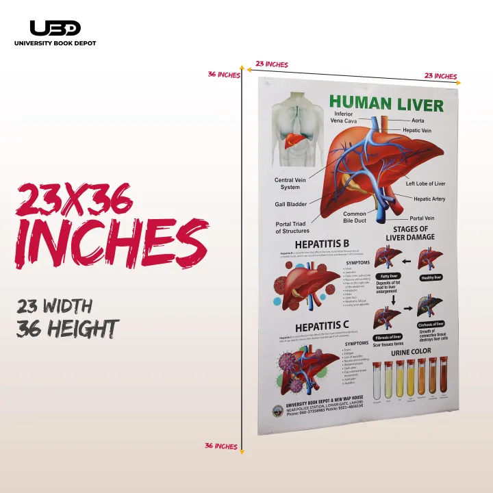 Human%20Liver%20Wall%20Chart%20%7C%20Wall%20Poster%20for%20Science%20Labs%20and%20Healthcare%20Clinics%20%7C%20HD%20pictures%20Printed%20on%20200%20grams%20Laminated%20Card%2023*36%20-%20Image%202