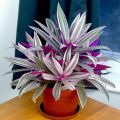 RHEO PLANT/OYSTER PLANT/LIVE SUCCULENTS PLANT WITH PURPLE & GREEN LEAVES. 