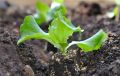 Lettuce Green (Salad Patta) Seeds – For Home Kitchen Garden Healthy Vegetable By More Green. 