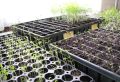Pack of 3 Hard, Strong Seedling Trays - 128 Holes. 