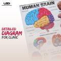 Human Brain Wall Chart for Classroom and School Decoration | HD Pictures Presentation on 200 grams laminated card 23*36 inches. 