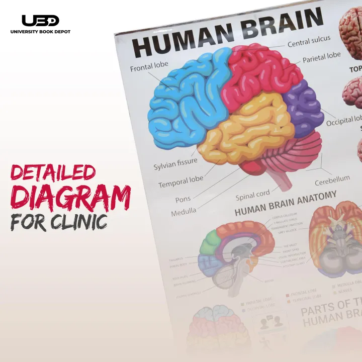 Human%20Brain%20Wall%20Chart%20for%20Classroom%20and%20School%20Decoration%20%7C%20HD%20Pictures%20Presentation%20on%20200%20grams%20laminated%20card%2023*36%20inches%20-%20Image%206