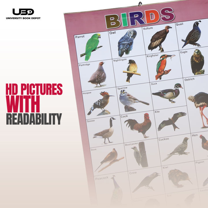 Pack%20of%208%20Wall%20Charts%20for%20Classrooms%20and%20Preschool%20Decoration%20%7C%20Wall%20Posters%20with%20HD%20Pictures%20for%20Kids%20Early%20Education%20on%20200%20Grams%20Laminated%20Card%2020*30%20inches%20-%20Image%206