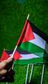 Premium Quality Palestine Flag (3 Pieces) Small Palestine Flag Palestine Gaza Flag Hand Flag Best Quality Flag In Very Low Price Premium Flag. 