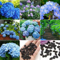 50 Pcs/bag Hydrangea Seed Bonsai Flower Seeds China Hydrangea Perennial Garden Flowers Seeds Outdoor Plant Pot Seeds Vegetable Flower Plant Seed Gardening Deco Bonsai Seed. 