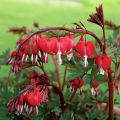 Bleeding Heart Flower Seeds   Red. 