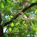 Bakain / Bakaayan / Melia Azedarach Tree Seeds. 