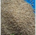Desi Kangni -French White Millet-1KG / دیسی کنگنی. 
