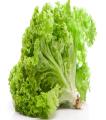 Lettuce Green (Salad Patta) Seeds – For Home Kitchen Garden Healthy Vegetable By More Green. 