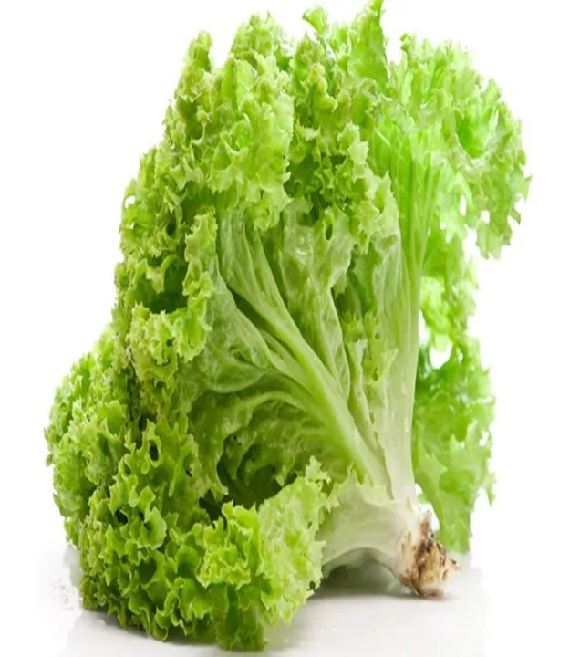 Lettuce%20Green%20(Salad%20Patta)%20Seeds%20%E2%80%93%20For%20Home%20Kitchen%20Garden%20Healthy%20Vegetable%20By%20More%20Green%20-%20Image%204