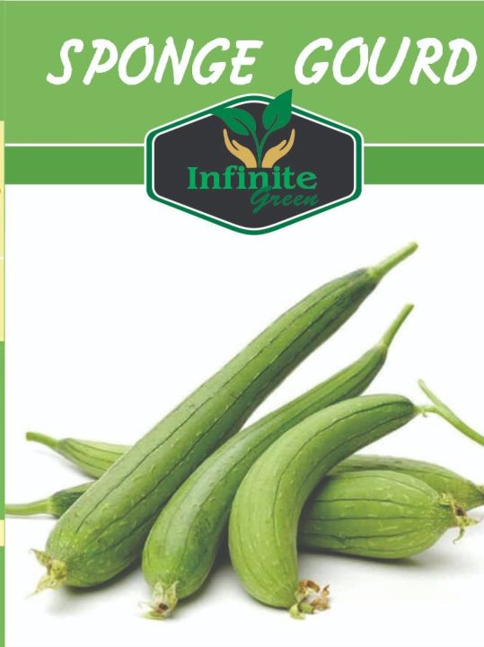 Sponge Gourd , گیاتوری , Ghiya tori (Desi Summer Vegetable Seeds)
