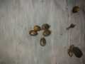 10 Castor oil seeds 100percent germinate for grow caster plant Eranda ( Riccinus communis ) castor been arand treeuse for many purpose. 