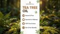 Tea Tree Oil - Oil - 100% Pure Tea Tree Extract - Helps treat  ( Acne, Nail Fungus, Lice & Athlete’s Foot ) - Best Results - Fresh & longlasting Fragrance - Ikon Essentials. 