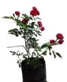 Original Small Red Rose Bail Plant. 