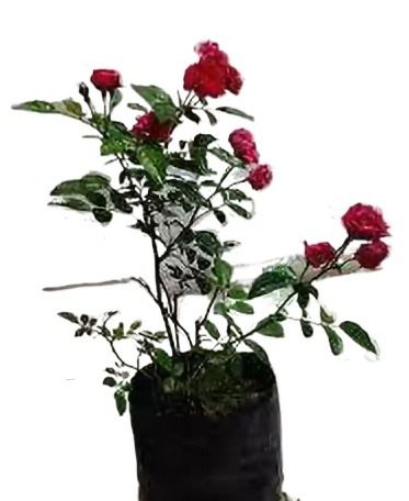 Original Small Red Rose Bail Plant