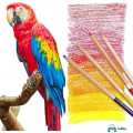 Water Colour Pencil Set Best For Kids,Best For Gifts KS. 