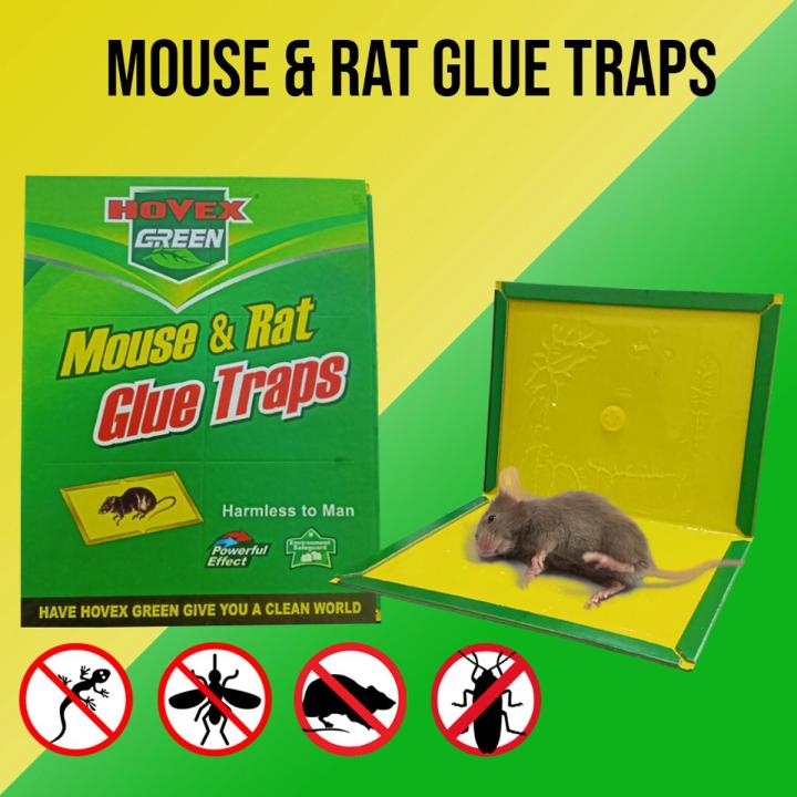 Mouse and Rat Trap Book - Rat Catcher Glue Board