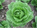 PACK OF 6 PACKET BROCCOLI, ICE BERG, PAK CHOI GREEN SALAD  RED CABBAGE, CHINESE CABBAGE BY HMS Product. 