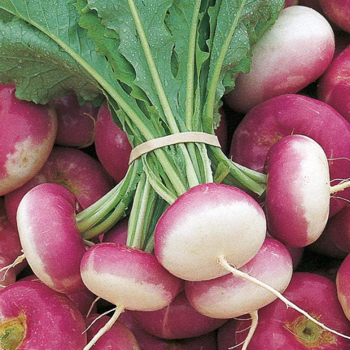 F1 Hybrid Turnip / Shalgam Fresh Seeds - High Germination Rate