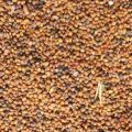 Arugula (Tara Meera) Seeds (1 KG). 