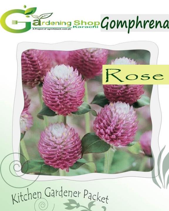 Gomphrena Dark Rose