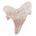 Megalodon Tooth Fossil Shark Teeth Marine Biology Science Teaching Specimen. 