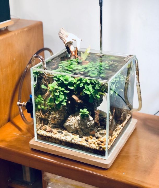 1.5Ft%20Planted%20aquarium%20-%20Image%209