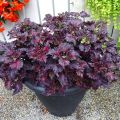 Black Dragon Coleus Plant Seeds. 