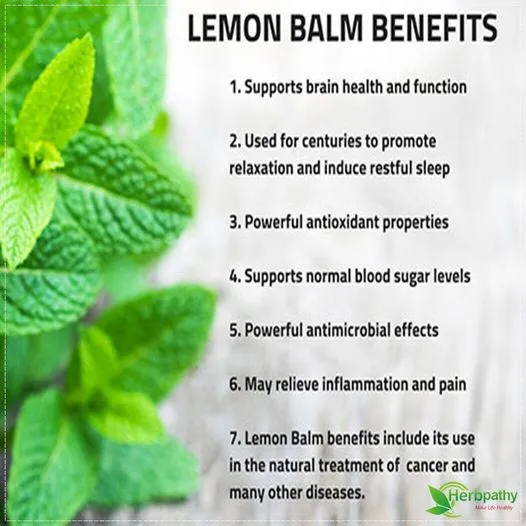 30+%20Lemon%20Balm%20Herb%20Seeds%20(Melissa%20Officinalis)%20Home%20Kitchen%20Gardening%20Seeds%20-%20Image%205