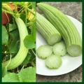 Kakri Tar (Armenian Cucumber ) Summer vegetable Seeds. 