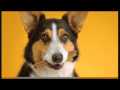 Pedigree DentaStix Daily Oral Care for Dogs Tripple Action 05 sticks. 
