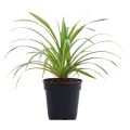 Spider Plant Chlorophytum Comosum. 